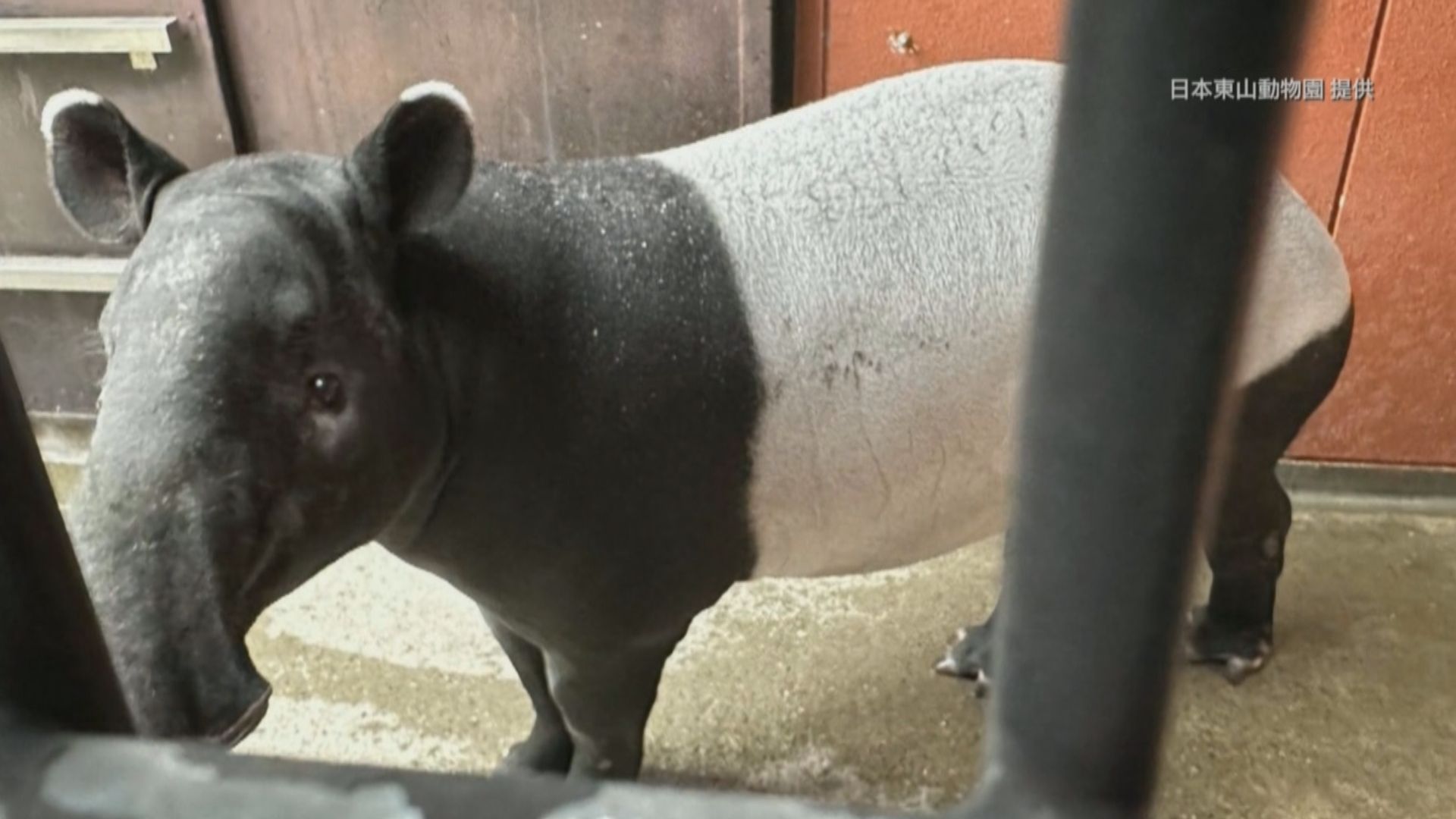 瀕危動物馬來貘由日本飛抵台北後猝死 雙方動物園表痛心