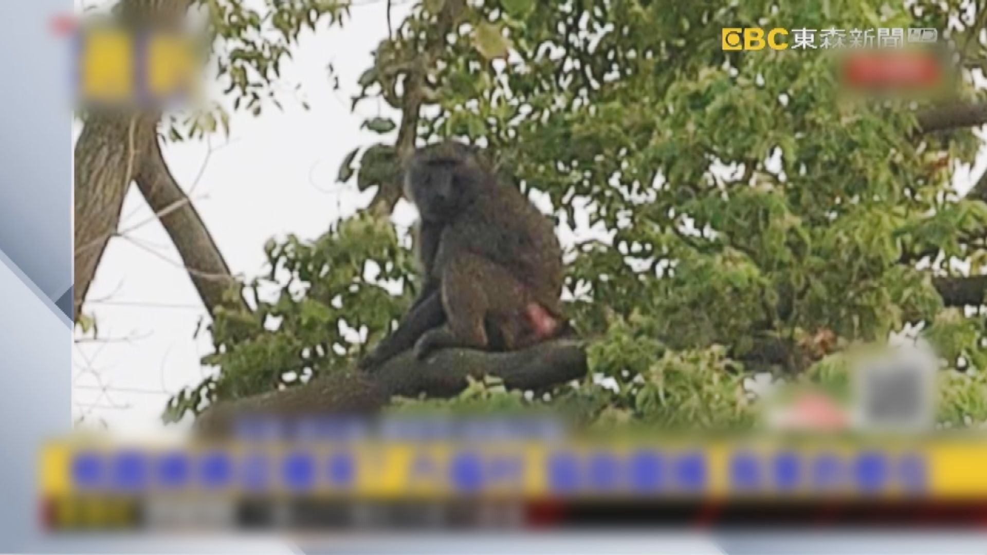 台灣桃園市內有狒狒出沒　惹居民恐慌