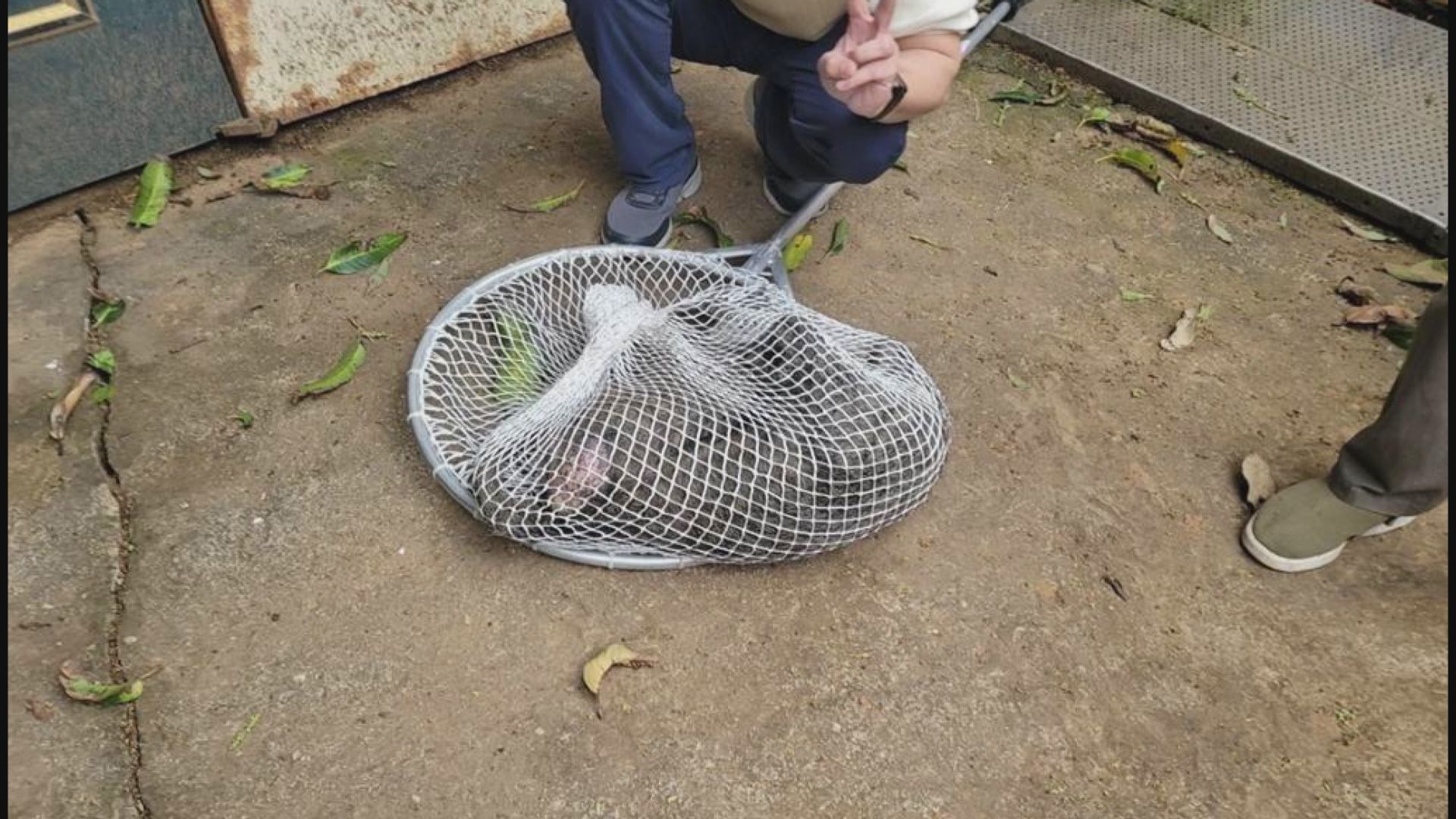 在台灣桃園市出沒狒狒傷重不治