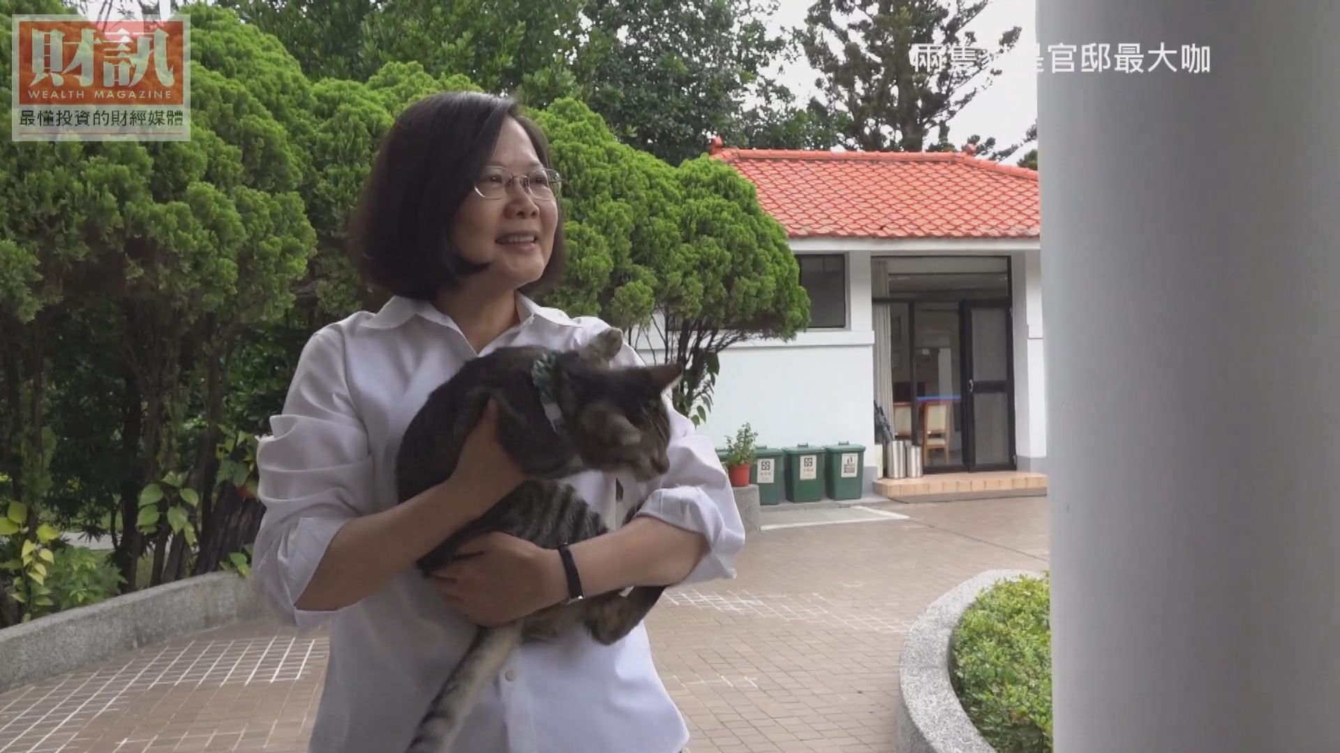 台灣人道毀滅154隻走私貓　蔡英文稱將檢討制度