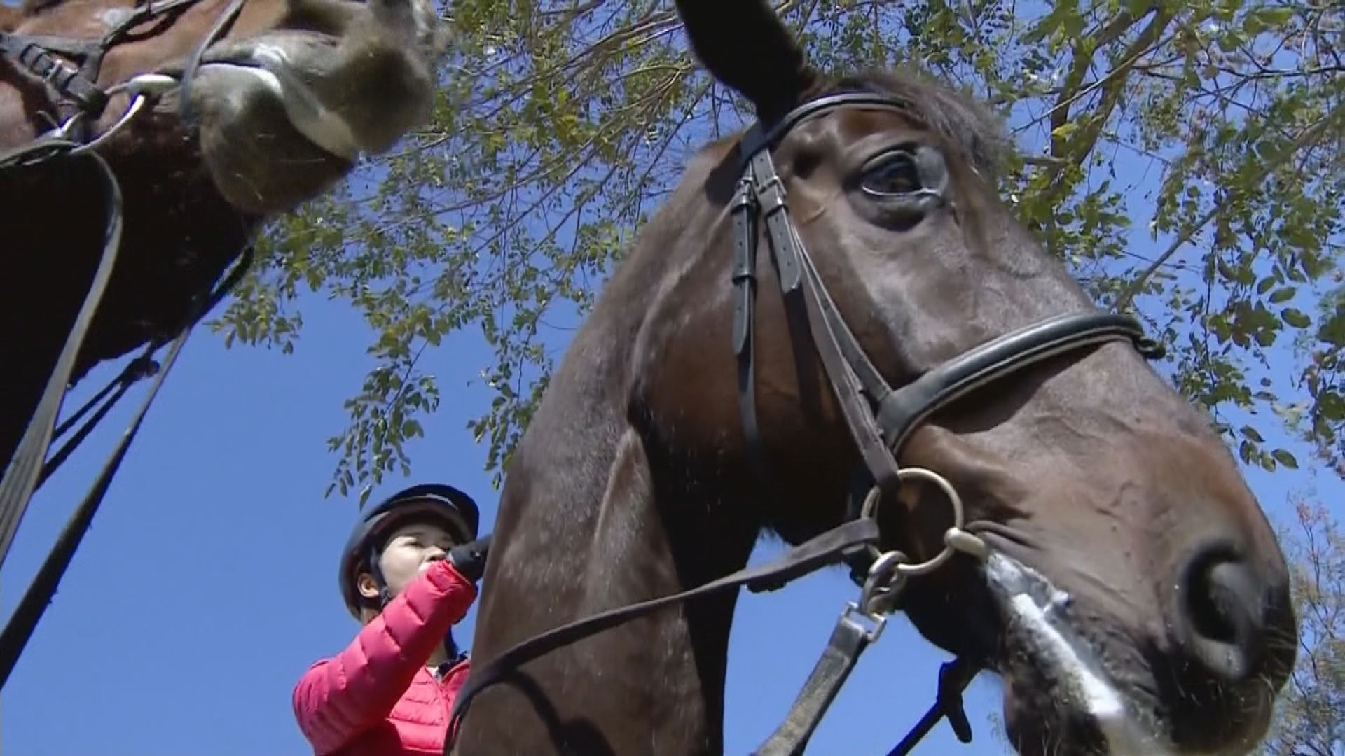 韓國瑜擬改建煉油廠發展賽馬產業