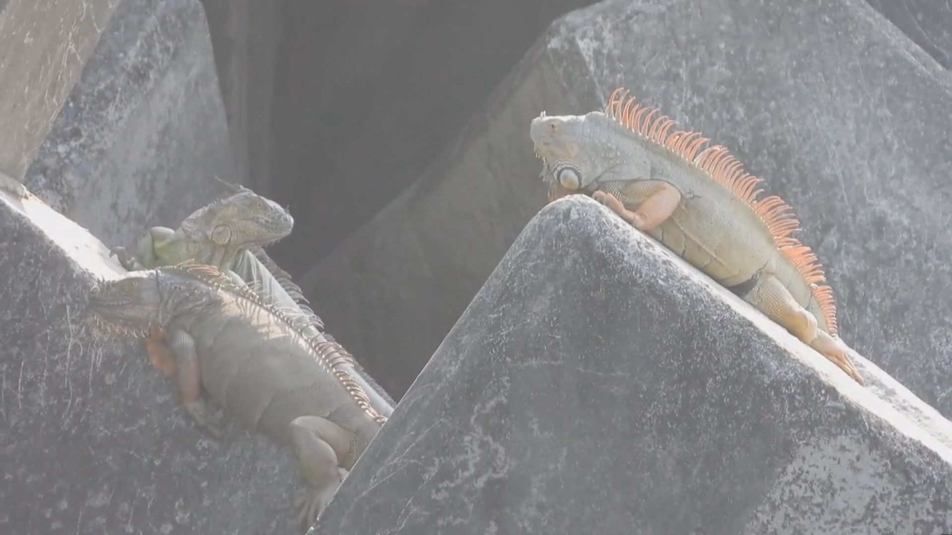 台灣列綠鬣蜥為首個有害外來物種　移除計劃效果不彰