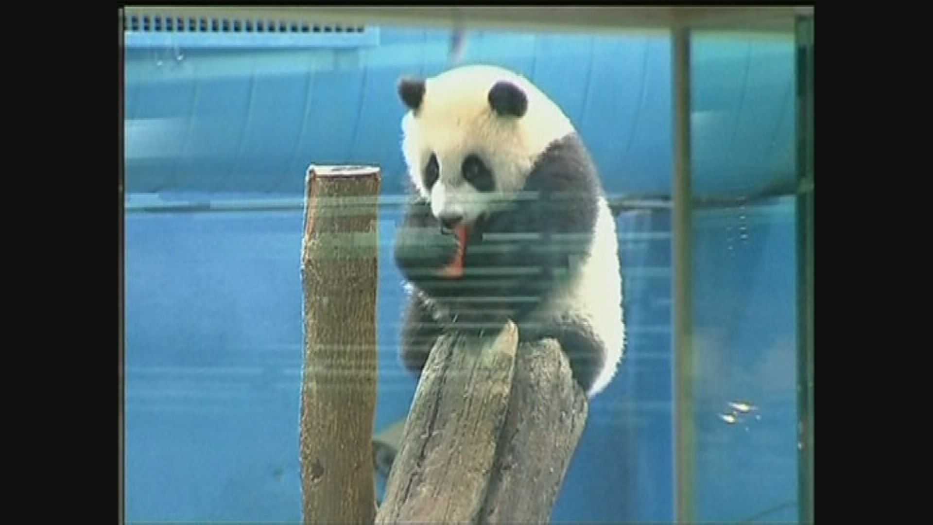 大陸拒台出席大熊貓繁育技術年會