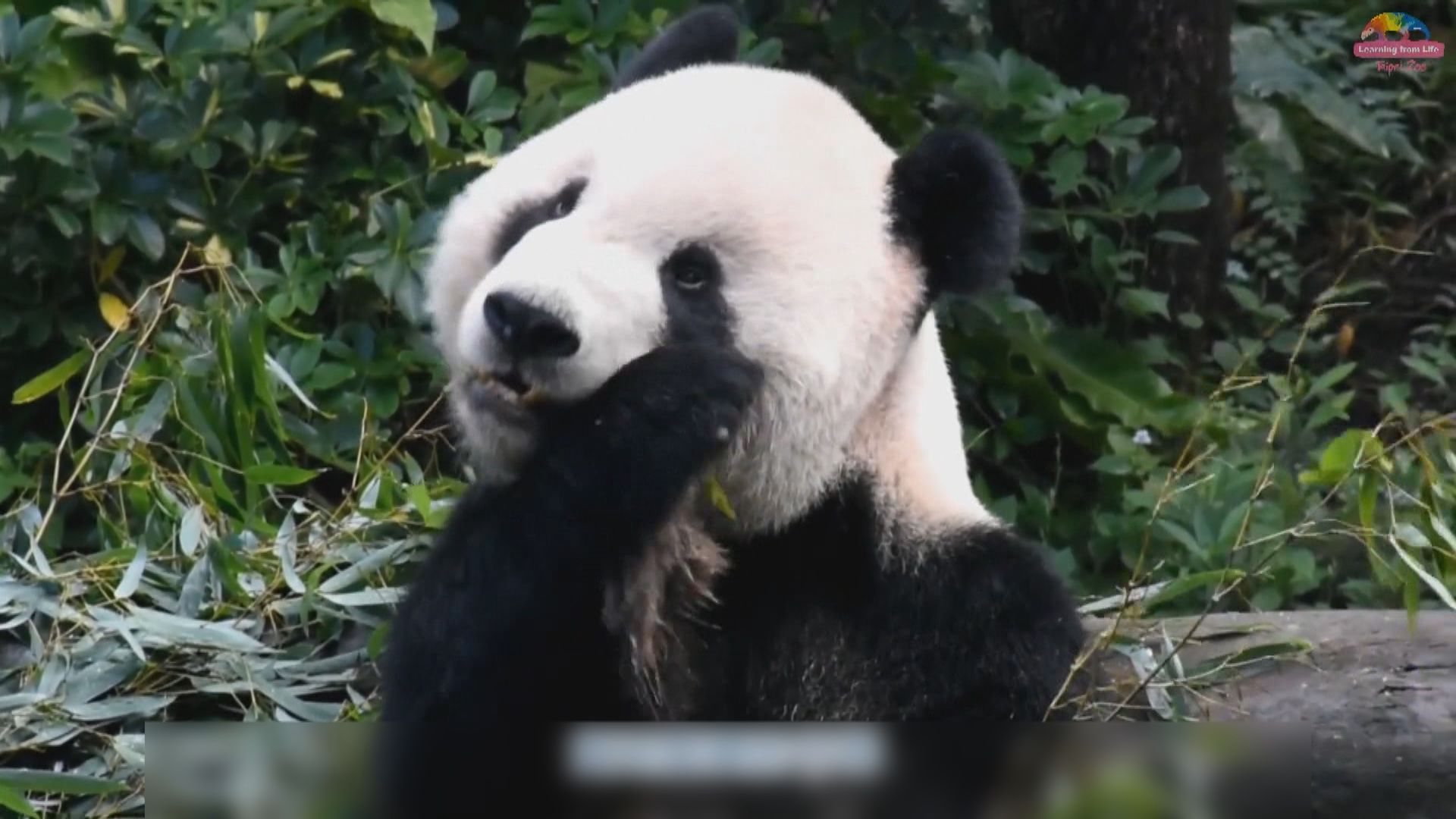 大熊貓團團裝上銀色牙套作治療