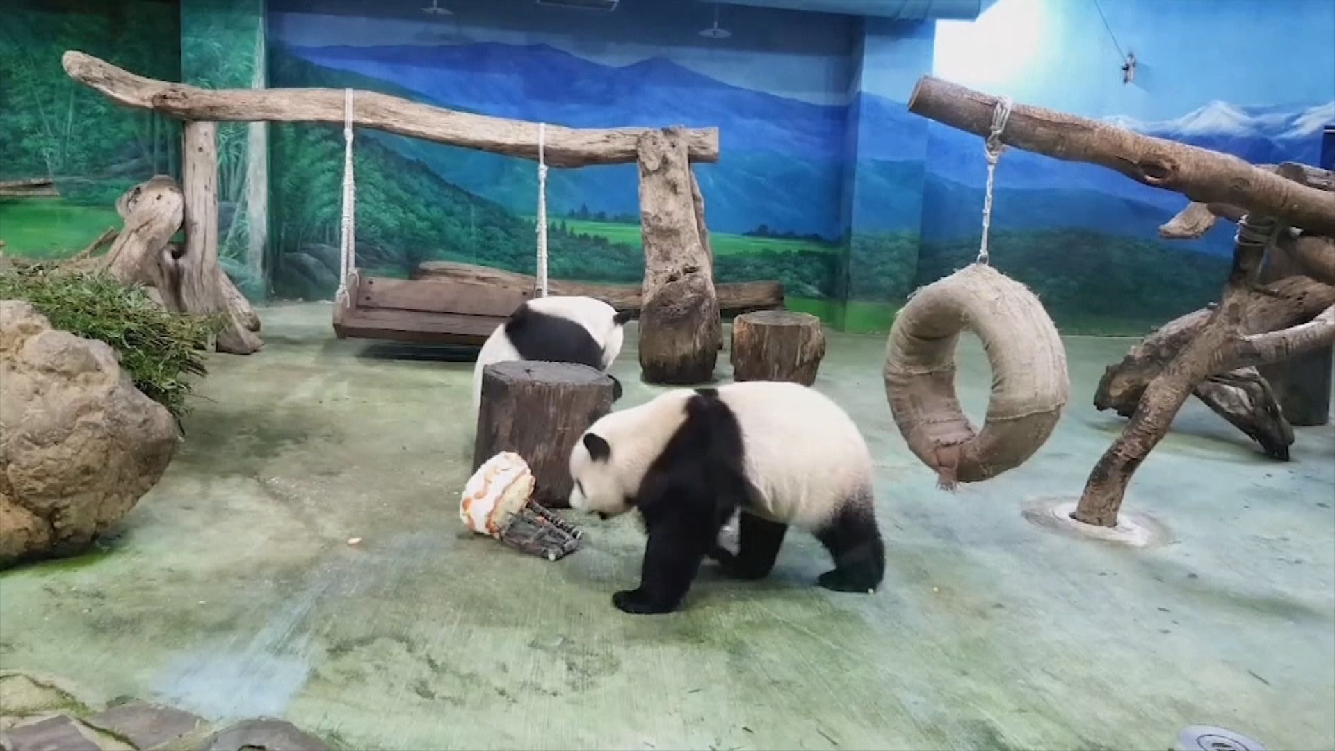 台灣大熊貓團團腦部局部壞死　曾出現疑似癲癇症狀