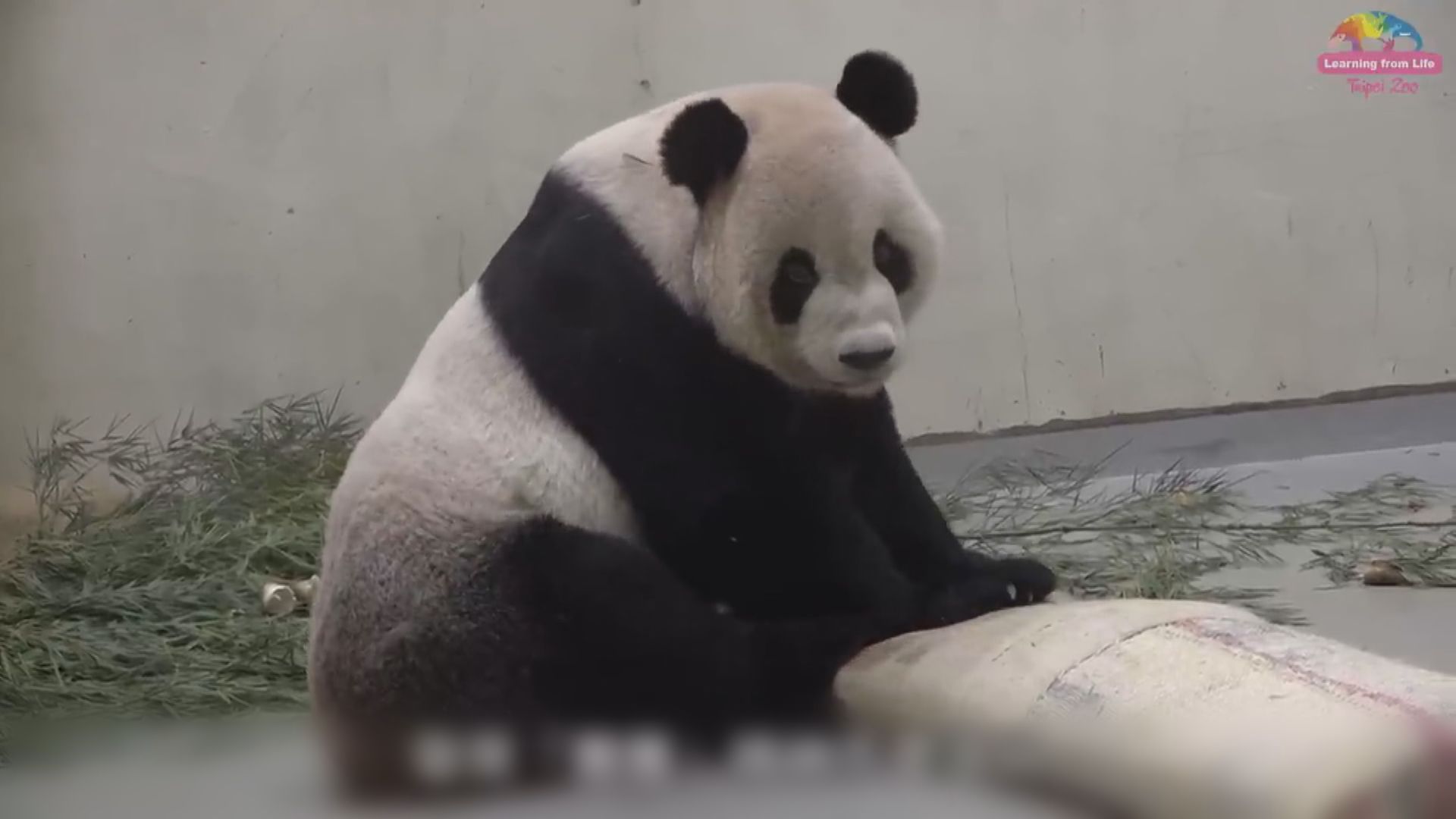 國台辦對贈台大熊貓團團離世感痛心及惋惜