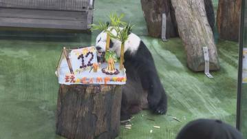 大熊貓圓仔12歲生日　台北市立動物園特製「冰蛋糕」慶生
