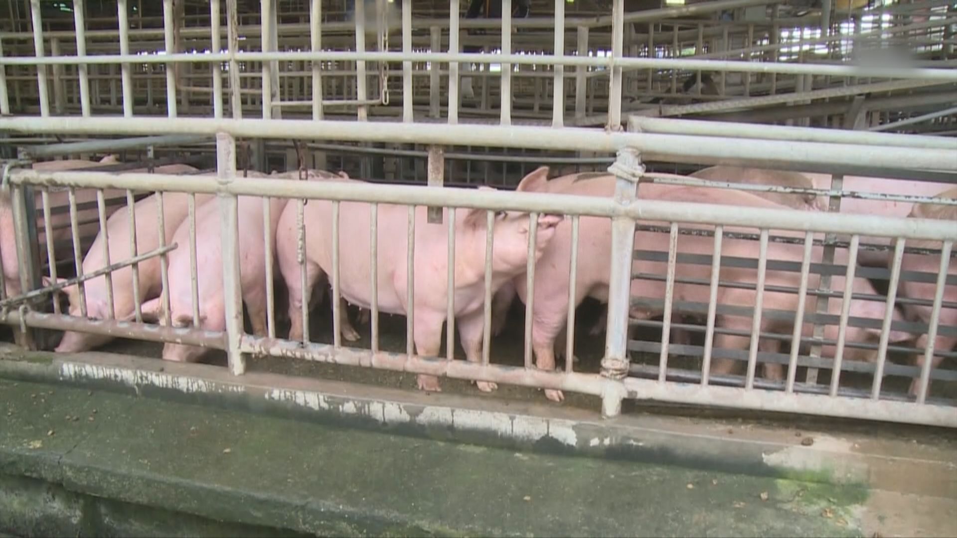 台灣正式確認首宗非洲豬瘟　初步沒有向外擴散跡象