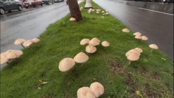 雨後野菇｜高雄馬路中央現菇群　專家警告有毒勿吃