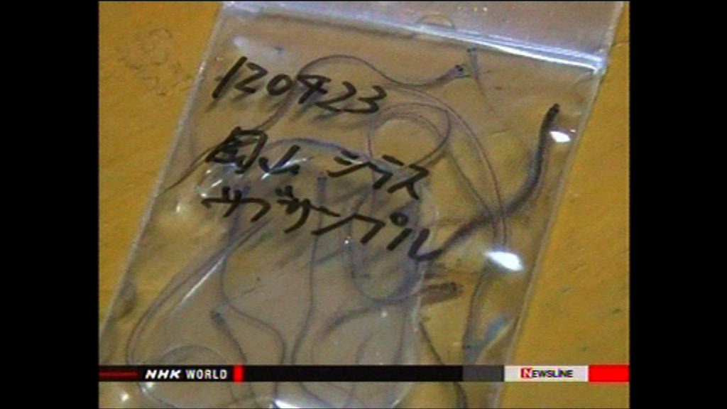 香港輸日本鰻魚苗數量異常上升 