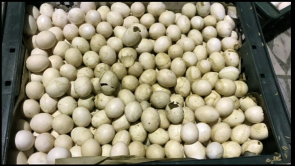 台灣蛋商被揭供應過期蛋液予食品廠