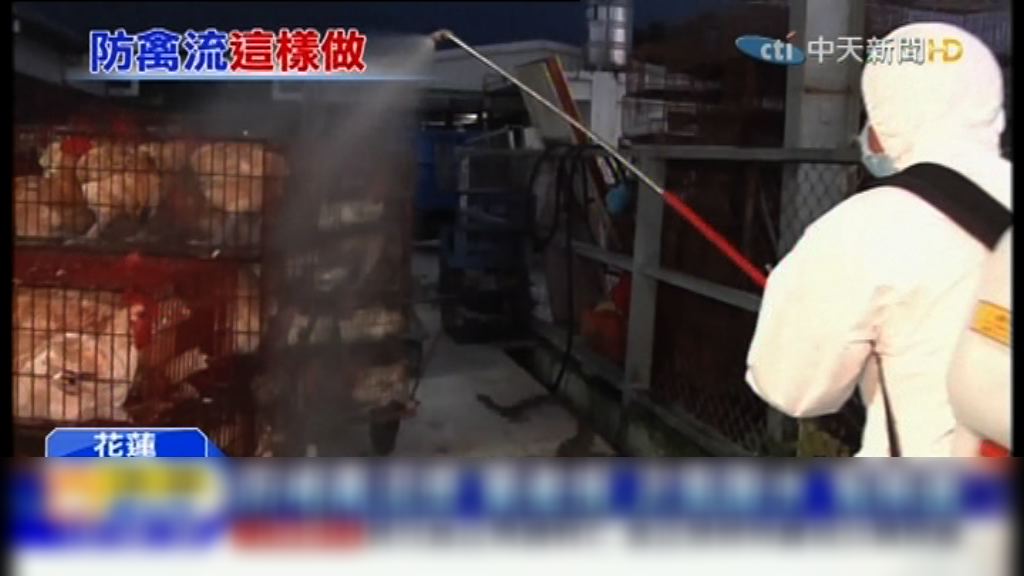 台灣實施家禽禁宰禁運令七天