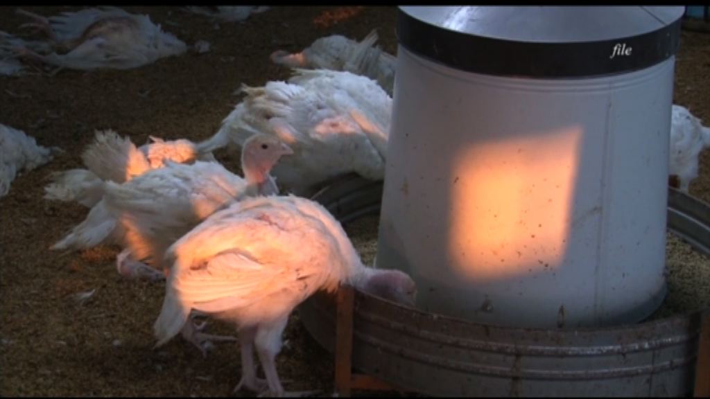 台南逾3000隻火雞染H5N6死亡