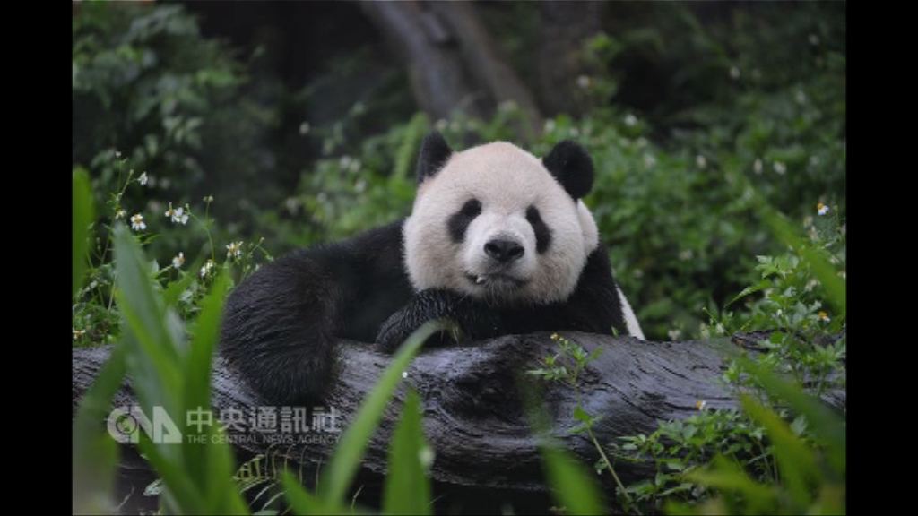 大熊貓團團遭誤傳患犬瘟熱死亡