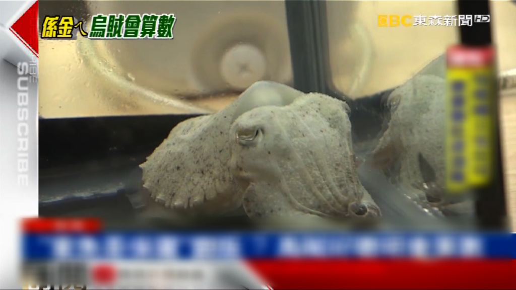 台研究發現墨魚懂算術和風險評估