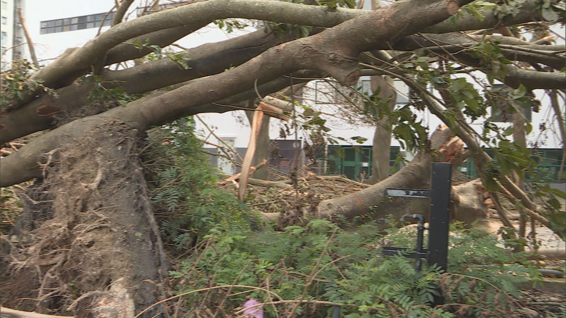 颱風期間共一萬七千棵樹被吹倒　需要移除