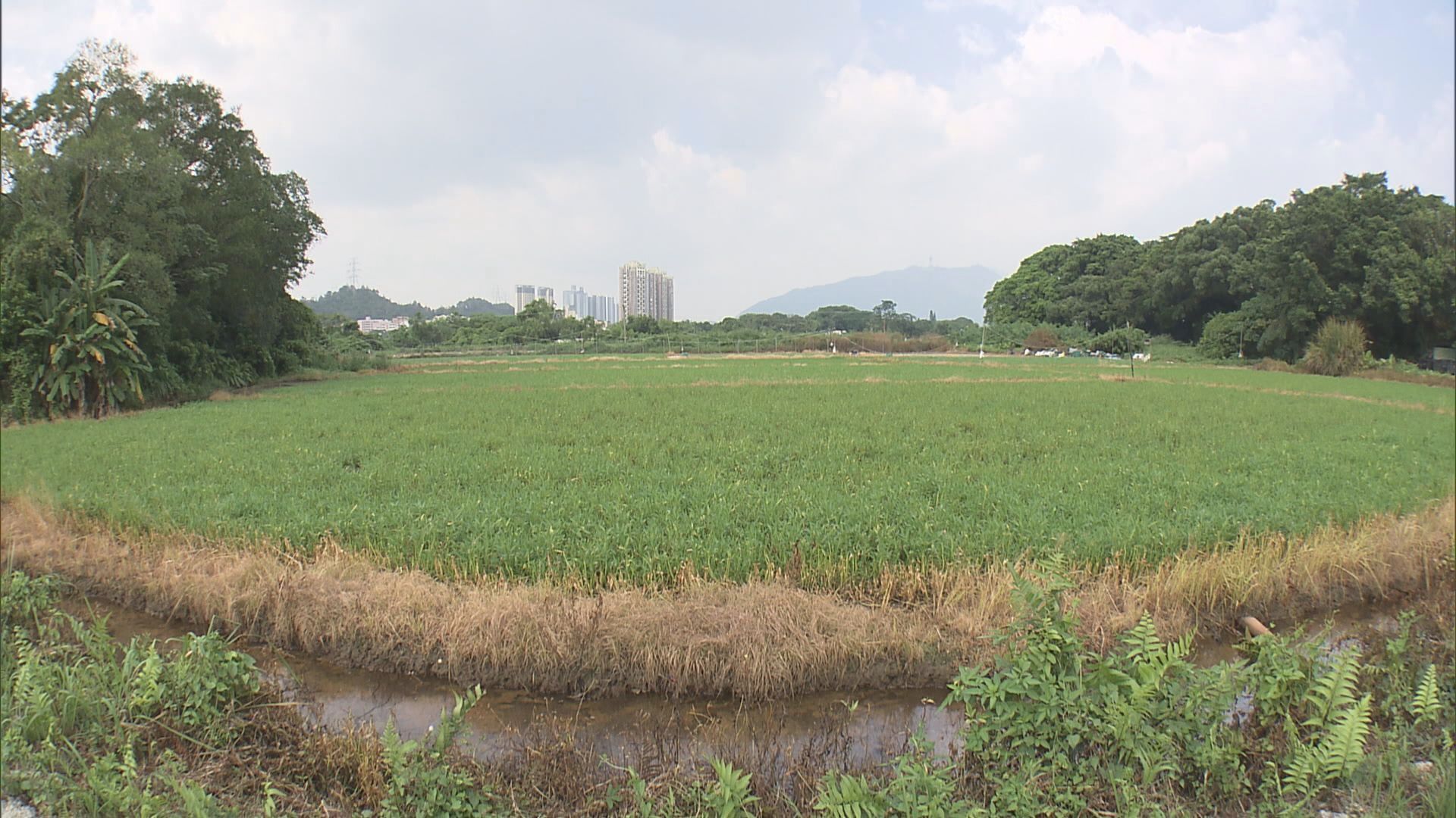 打鼓嶺菜農未有採取防風措施