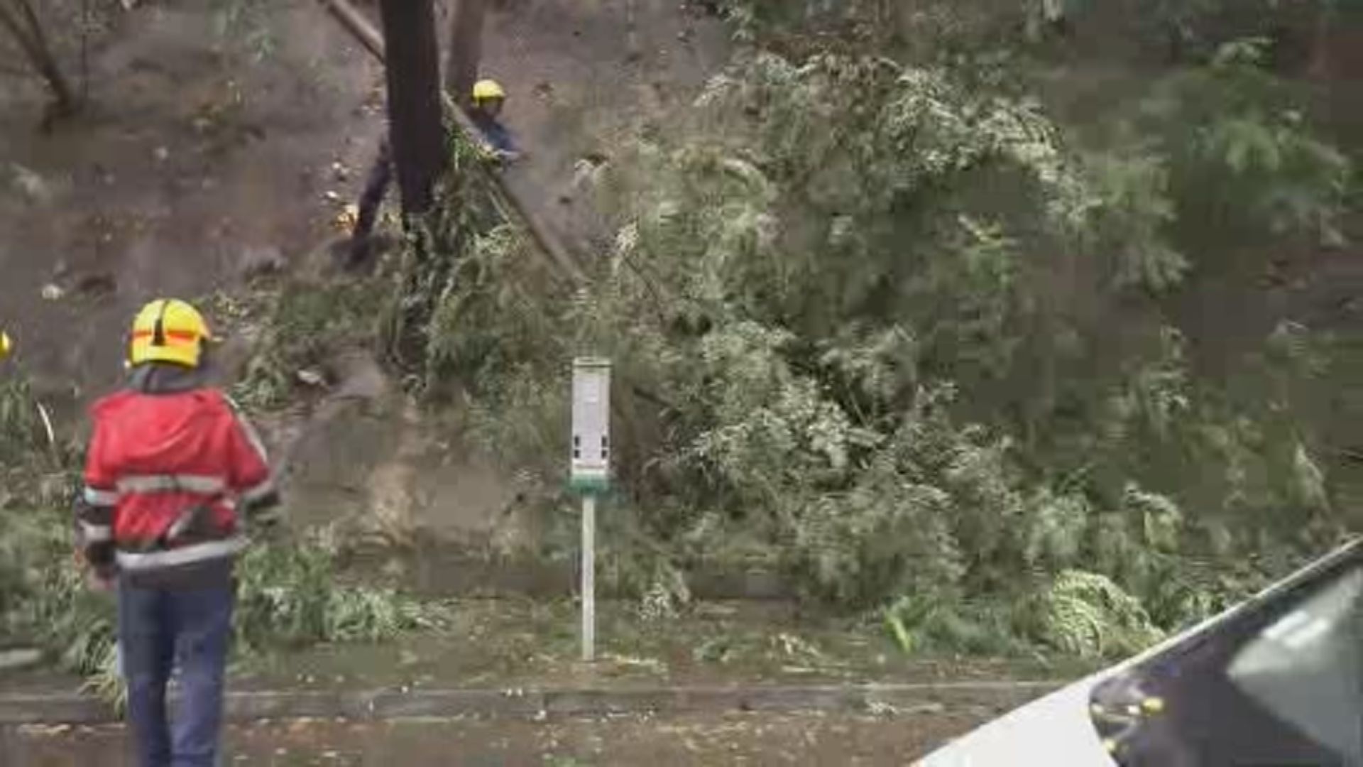 跑馬地雲地利道樹枝塌下兩人受傷