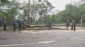打風｜天文台會在中午12時20分改發三號強風信號　薄扶林有10米大樹倒塌　消防封行車線鋸樹