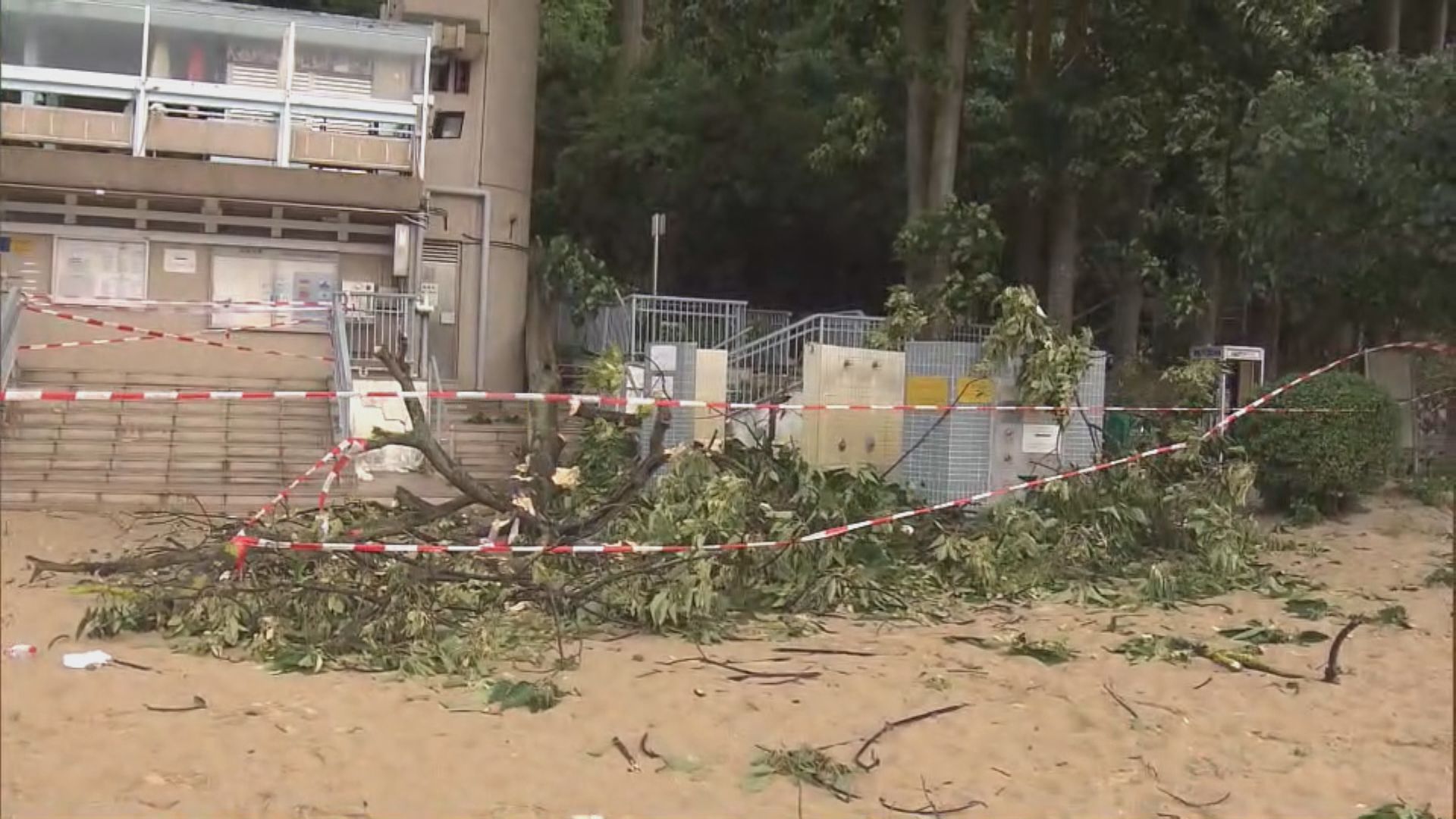 【泰利迫近】南灣有大樹倒塌擊中女途人 旺角有巨型橫額搖搖欲墜