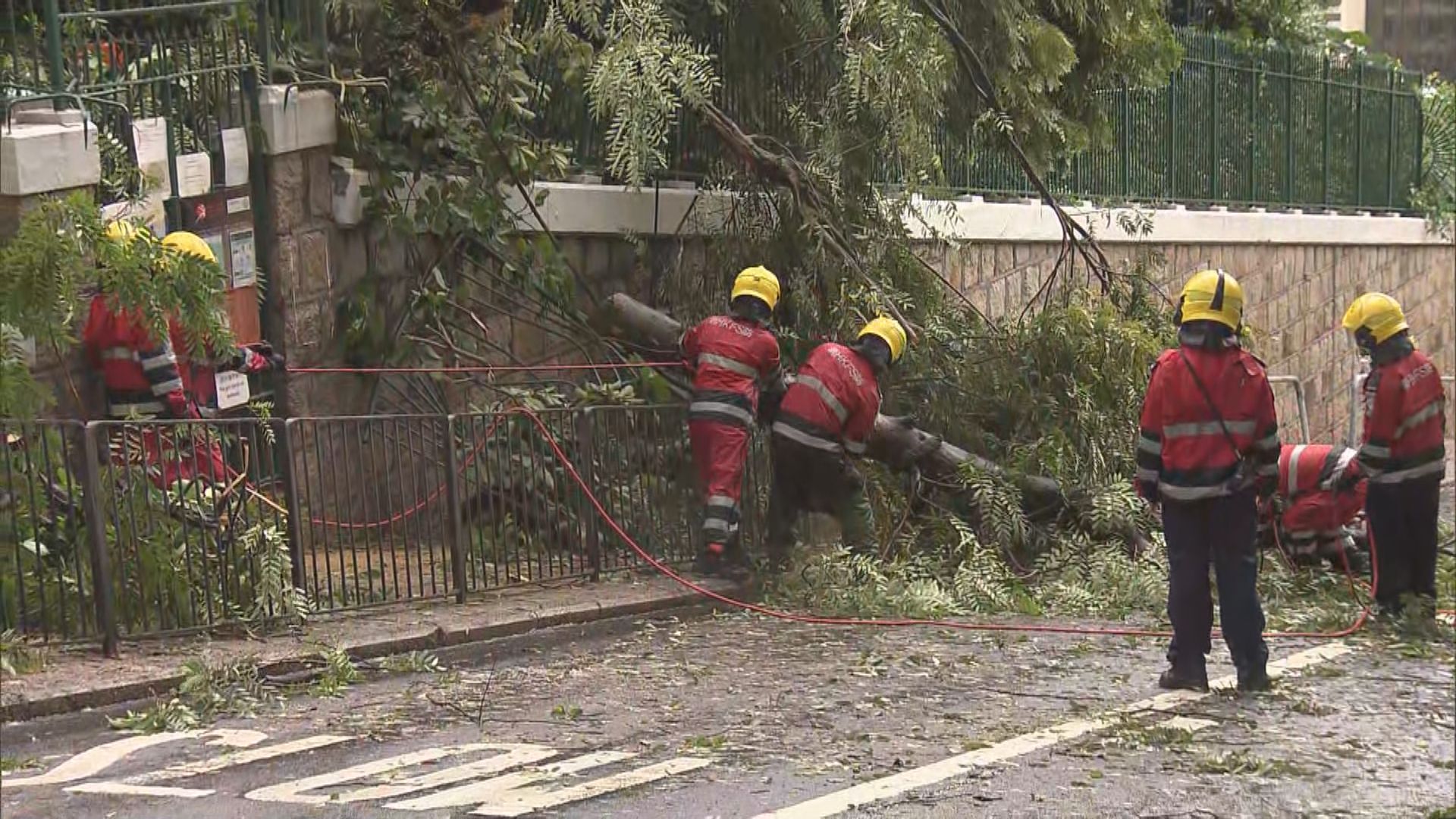 中環雅賓利道塌樹壓中的士　當局接37宗塌樹報告 
