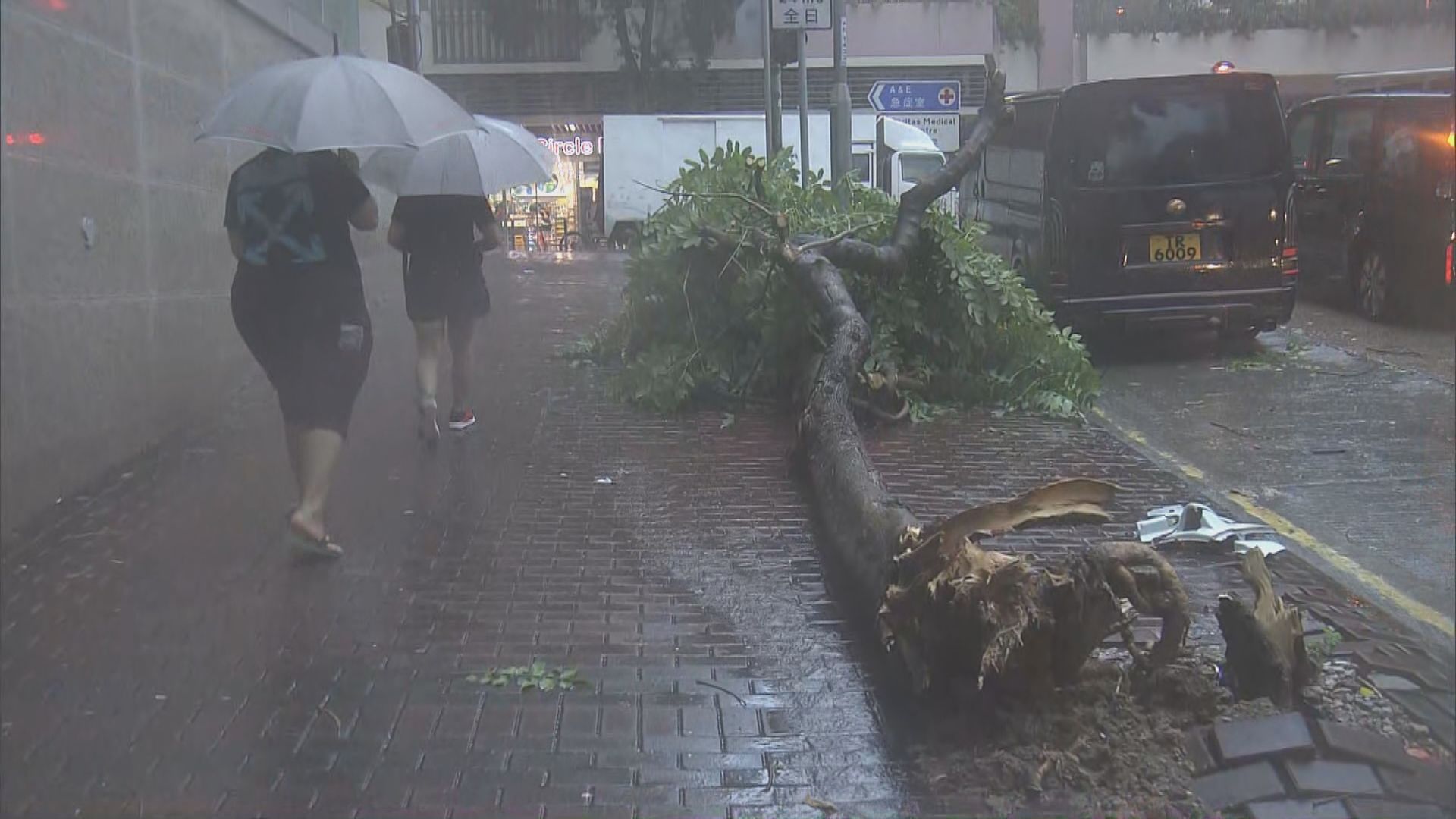 八號信號持續22小時　多區有塌樹及塌棚架
