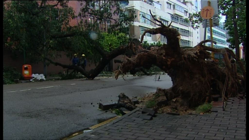 一周兩風　多區再有大樹棚架倒塌