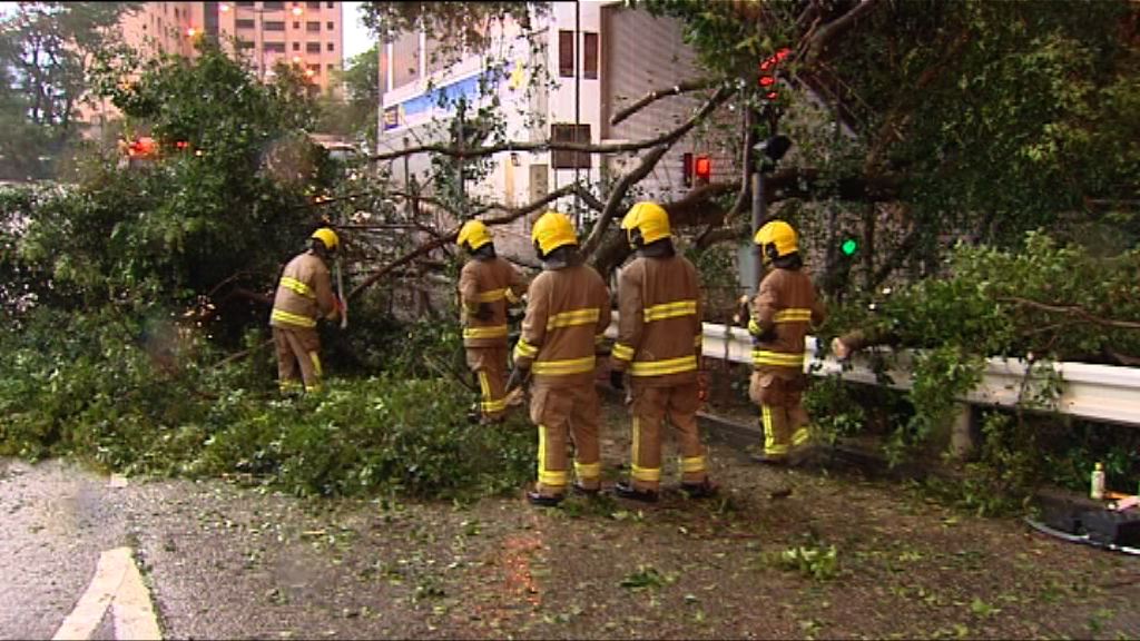 惡劣天氣下羅便臣道西行線有塌樹暫封
