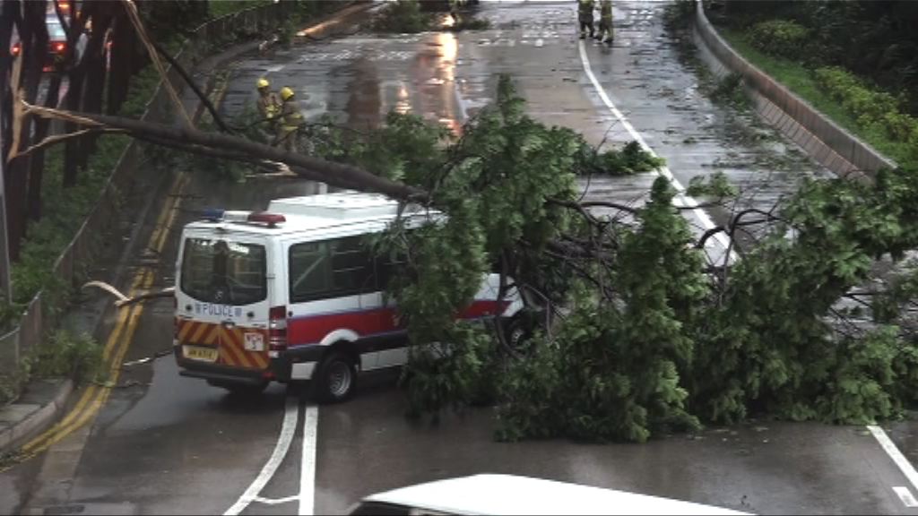 天鴿襲港　當局收到逾600宗塌樹報告