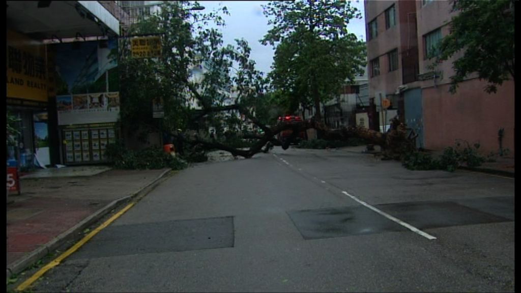 風暴下至少62人傷　收到236宗塌樹