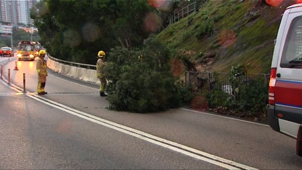 藍田一棵約十米高大樹在強風下倒塌