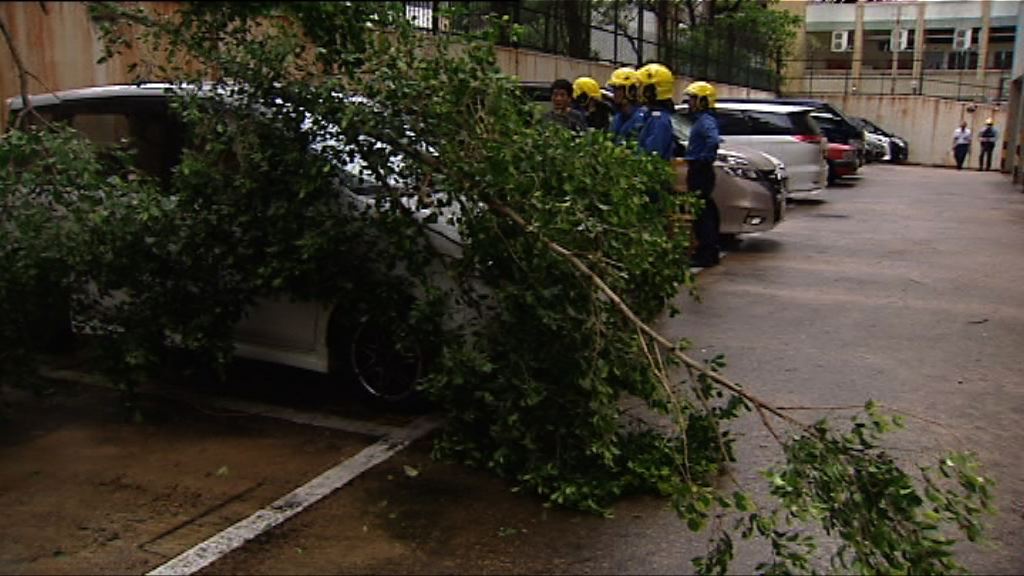 颱風卡努吹襲下有80宗塌樹報告