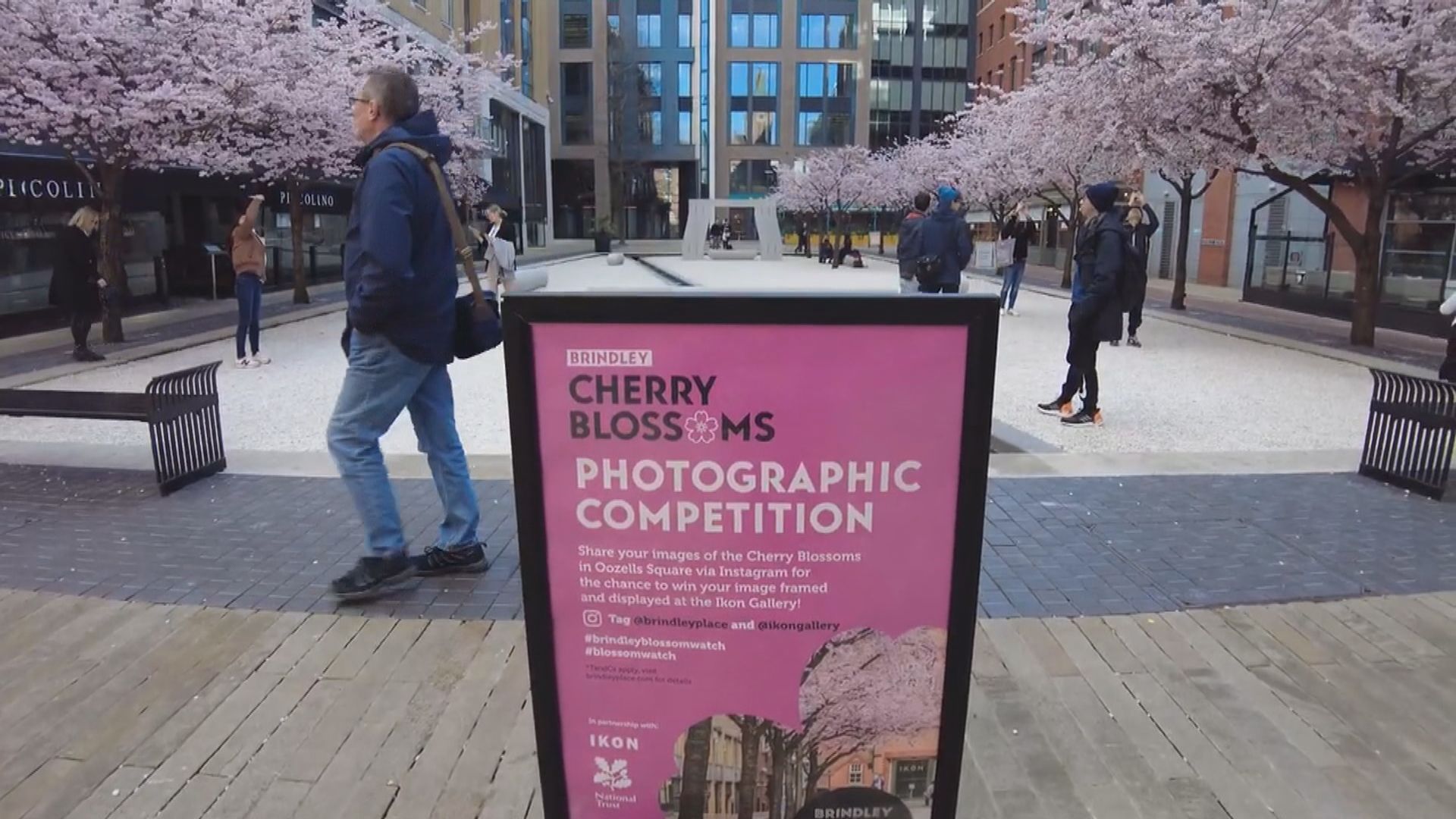 英國保育組織擬在全國種植400萬棵花樹