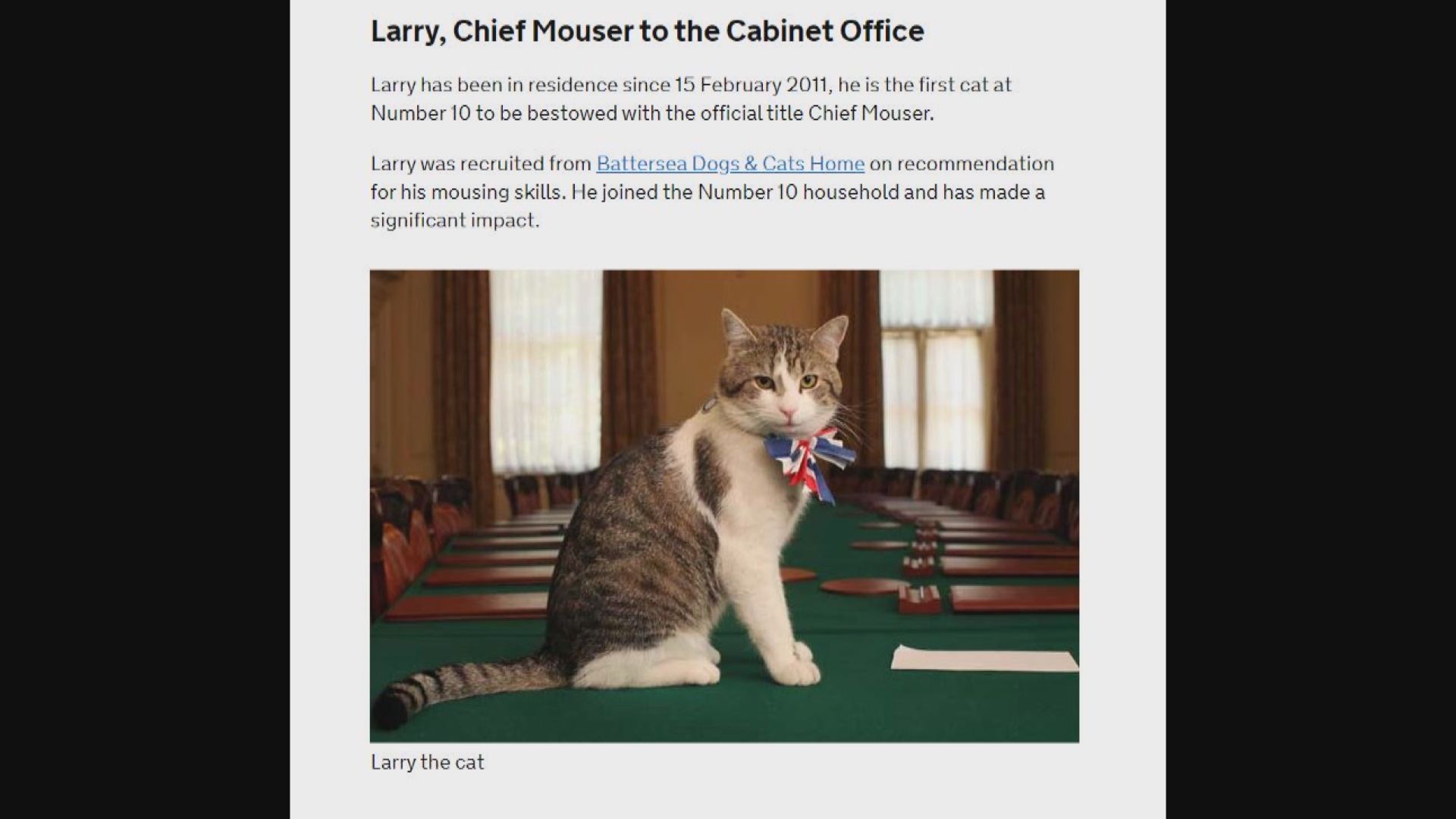 【第一貓】英國「首席捕鼠大臣」拉里任職十周年