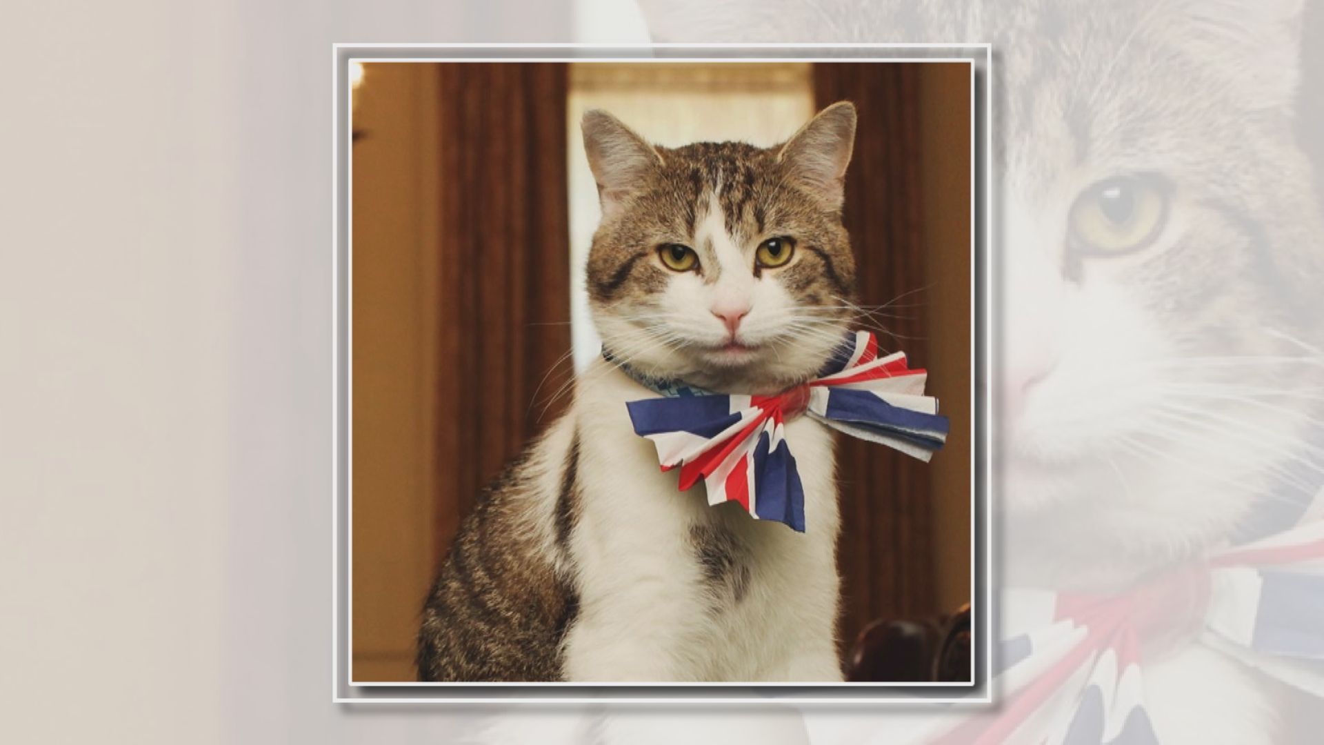 英國「首席捕鼠大臣」拉里迎接新主人