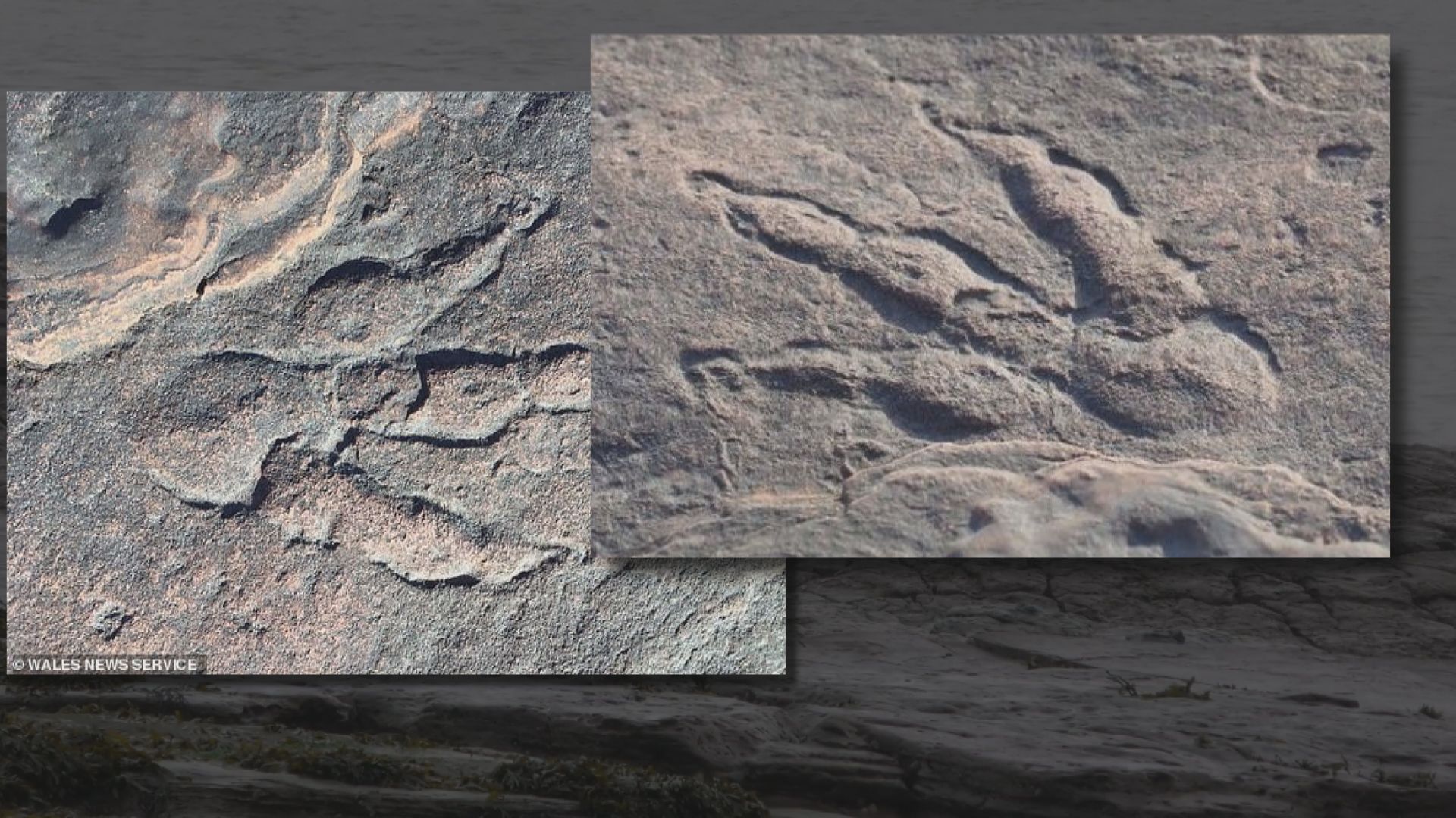 英國4歲女童發現兩億年前恐龍腳印