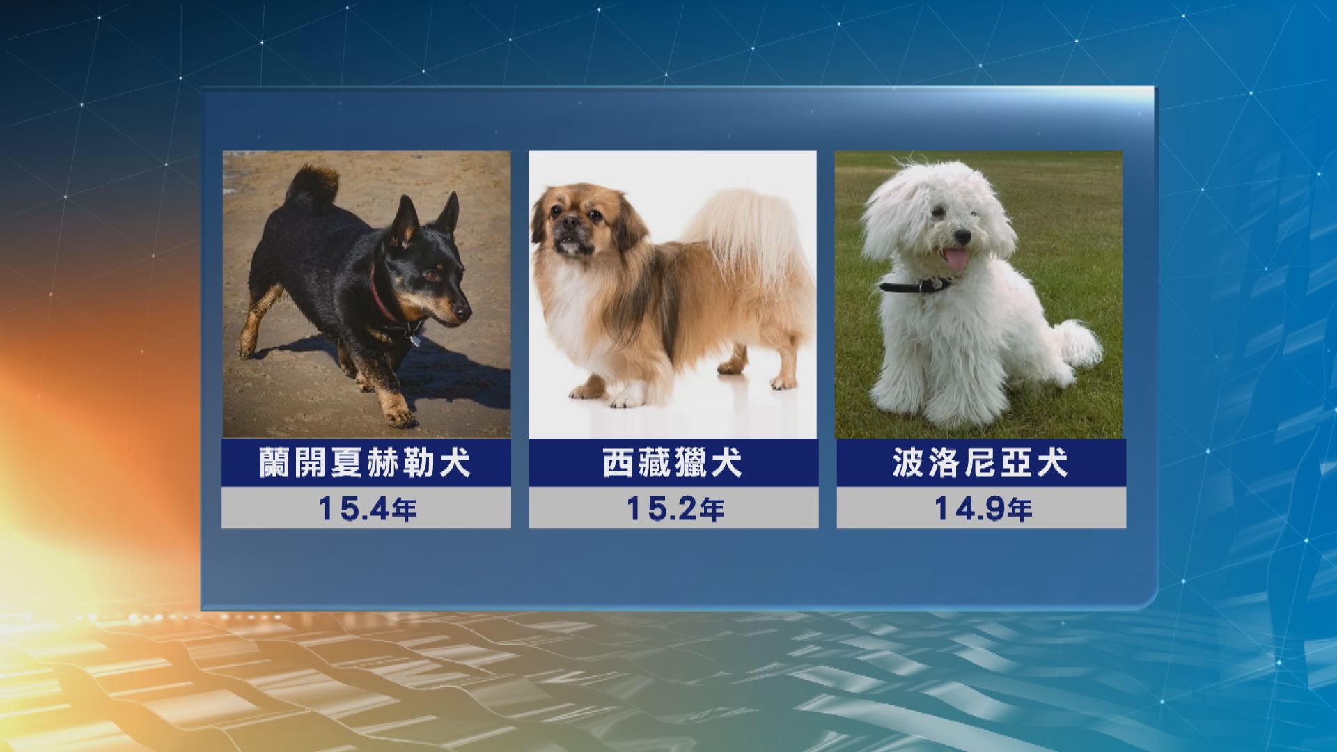 英國研究發現狗的壽命長短與體型及臉型有關