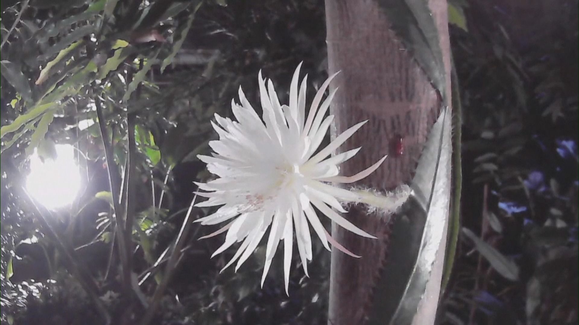 亞馬遜流域獨有仙人掌首度英國開花