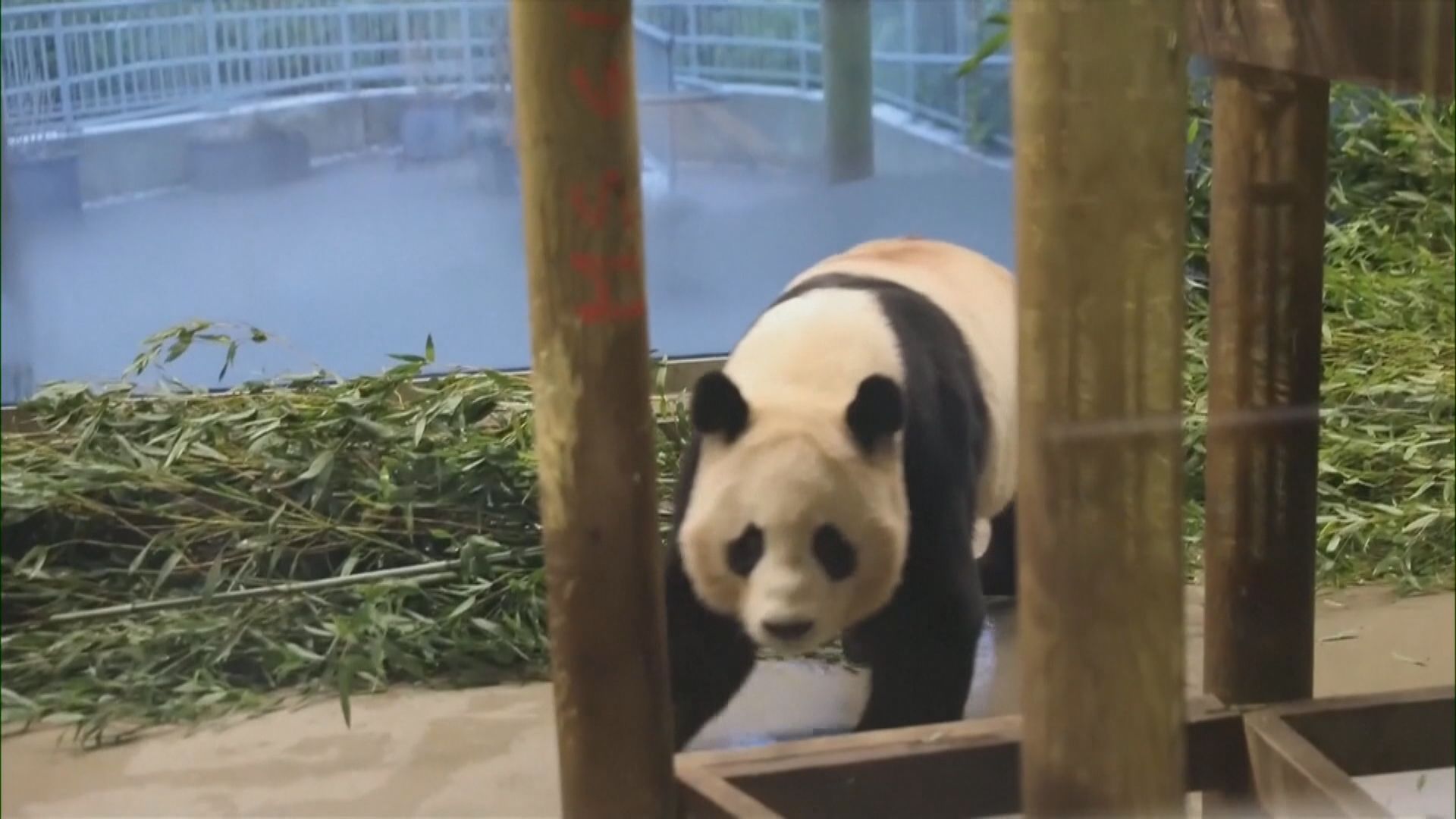 旅英大熊貓陽光及甜甜返回成都