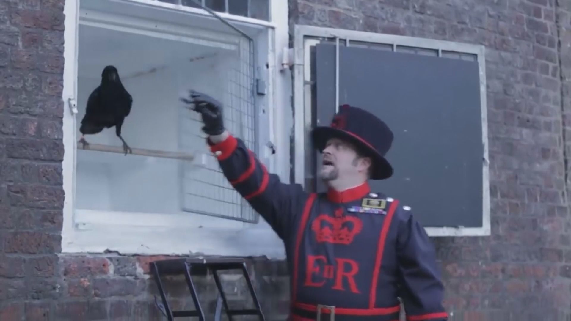 倫敦塔一渡鴉失蹤料已離世　相傳渡鴉關乎英國興亡