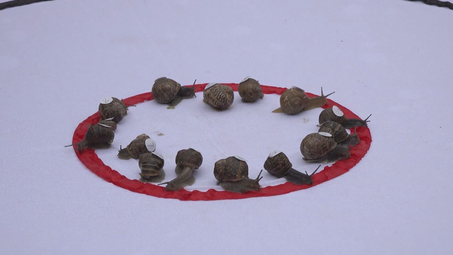 英國諾福克郡舉行世界蝸牛賽跑比賽