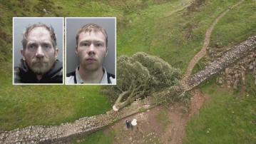 百年大樹｜英國兩男深夜砍伐「明星大樹」　刑毀罪成判囚逾4年