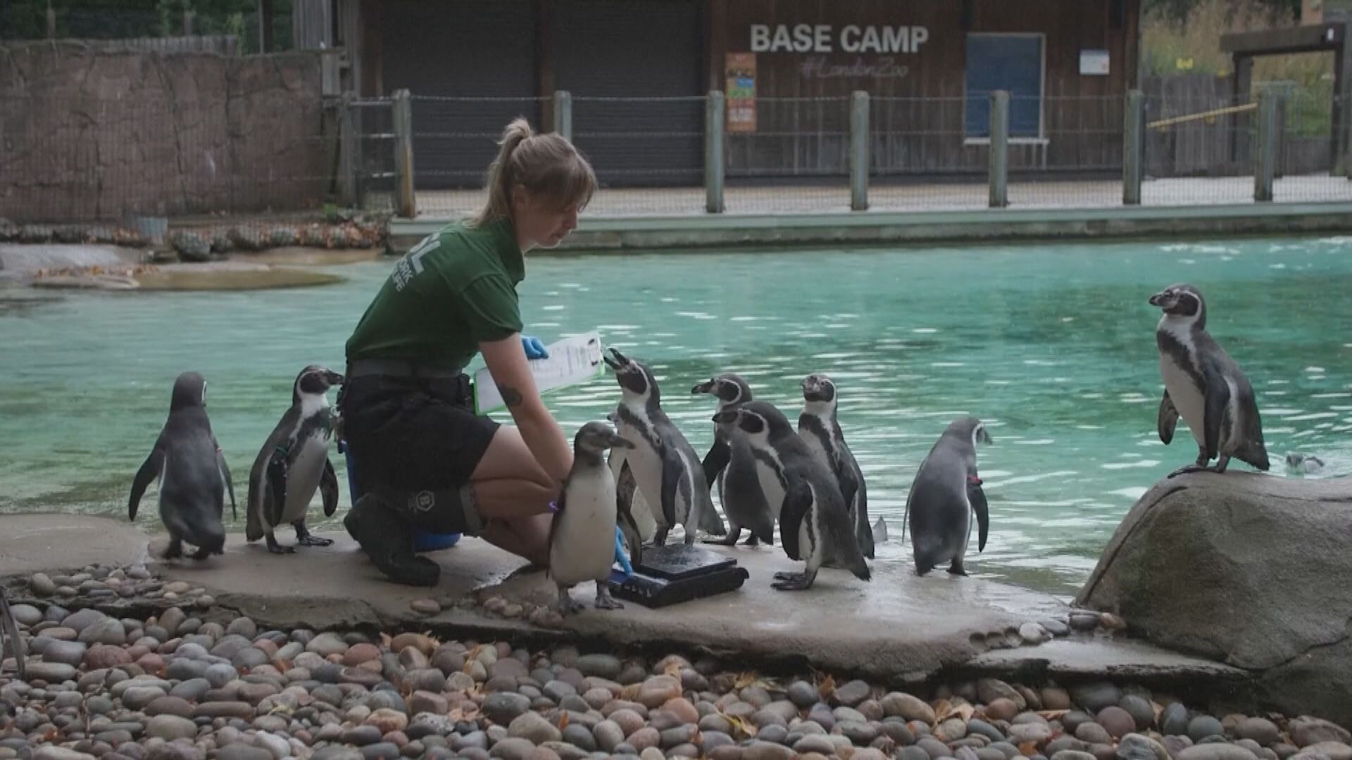 倫敦動物園為園內近二萬隻動物進行年度體檢