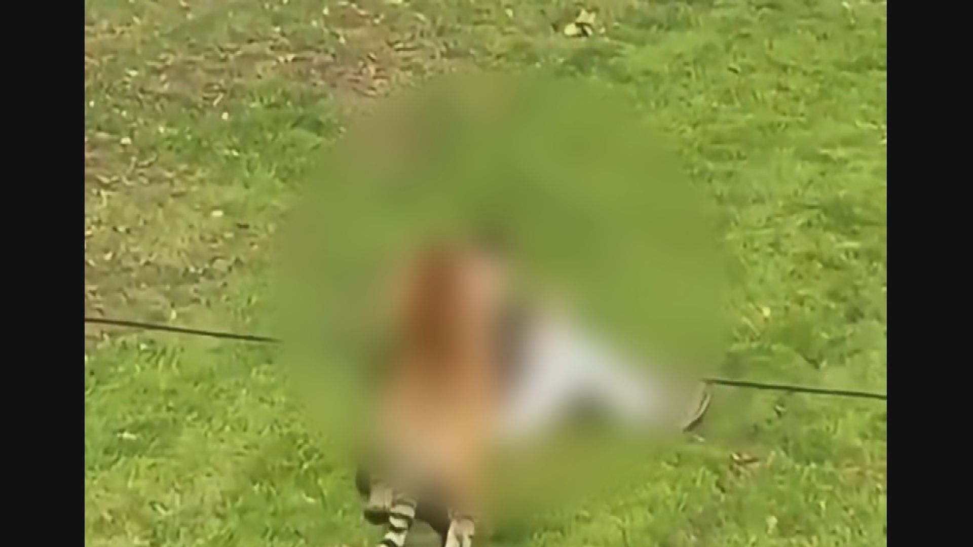 英國男子在野生動物園遭老虎襲擊死亡