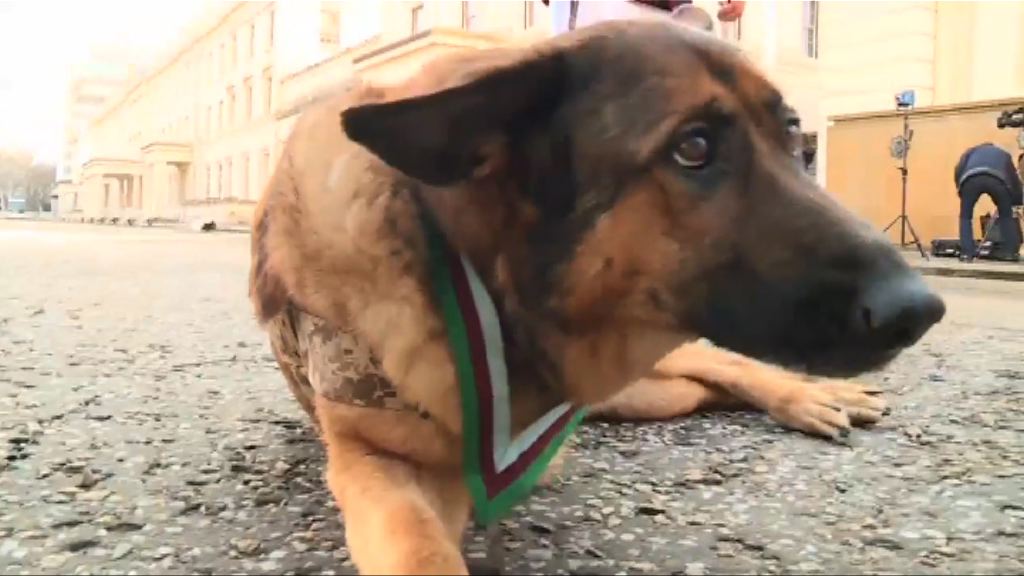 退役美國軍犬獲頒最高軍事獎