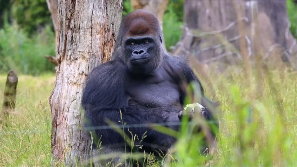 倫敦動物園大猩猩一度逃脫