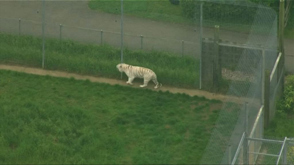 英動物園女職員被老虎襲擊身亡