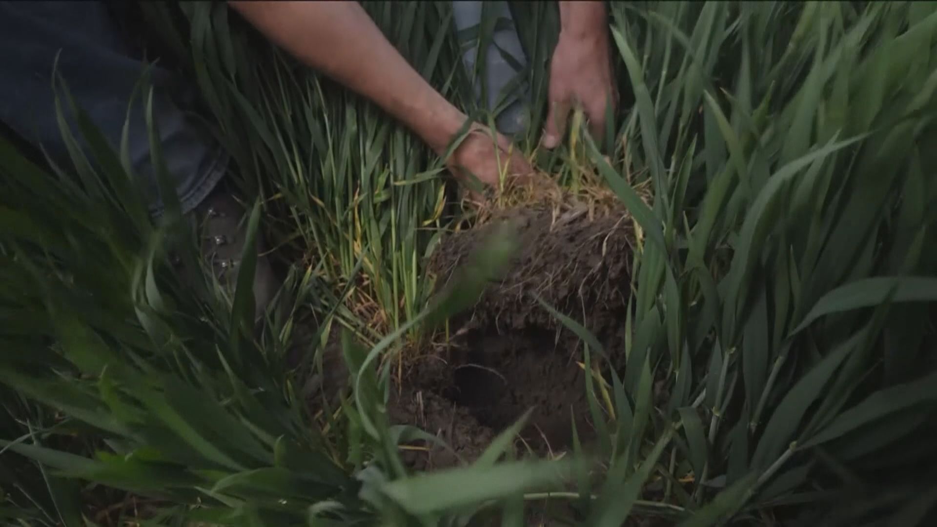 俄羅斯開放兩港口　可恢復出口穀物