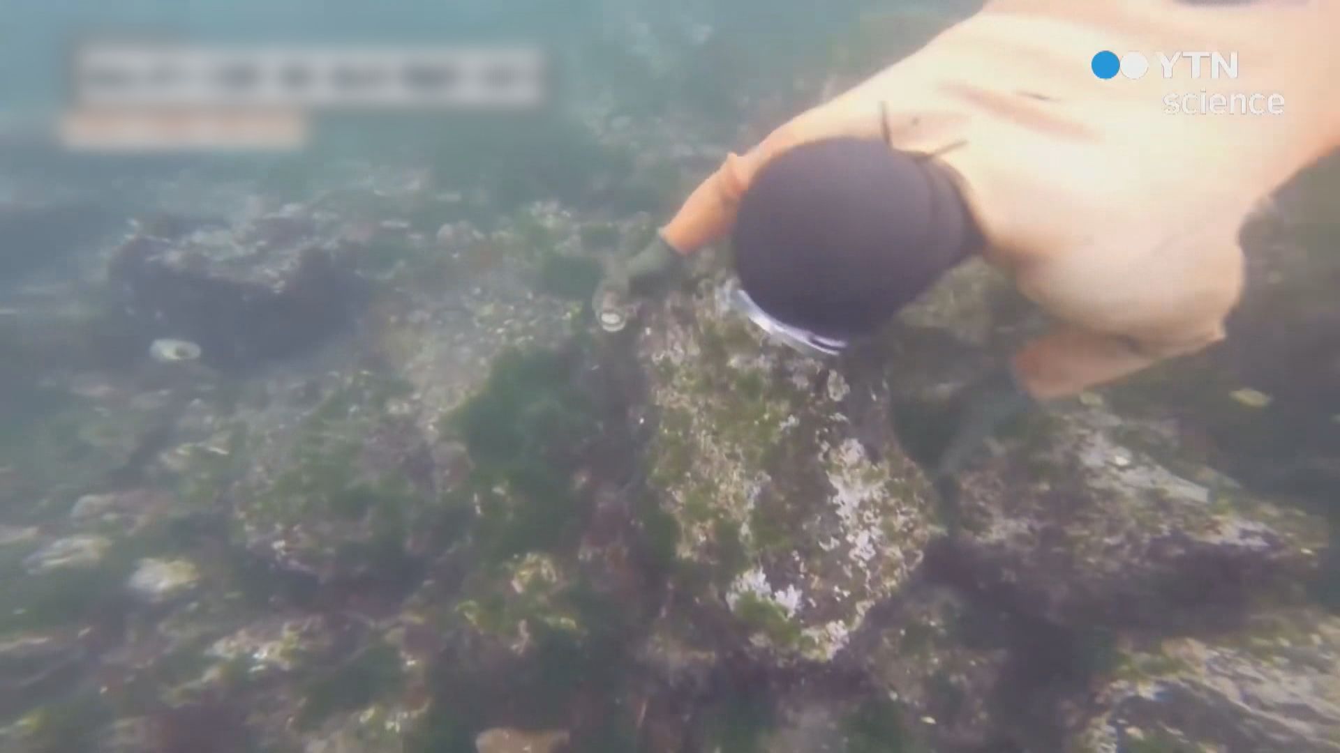 寬城板栗和南韓濟州海女捕撈被列入農業文化遺產