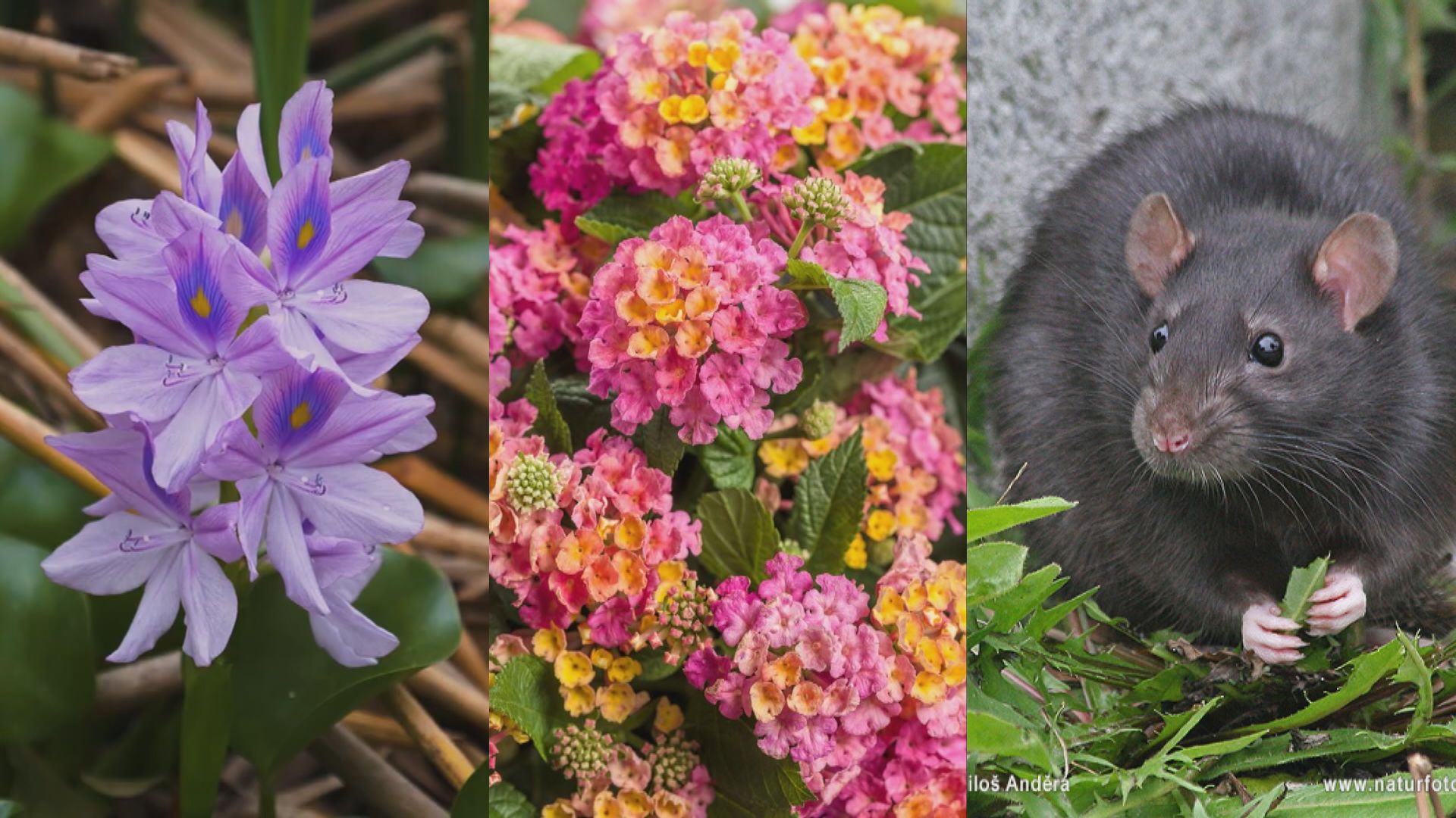 聯合國報告指外來入侵物種嚴重威脅全球生態和經濟